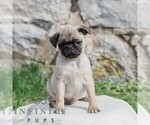Small #3 Pug