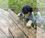Small Photo #4 Australian Cattle Dog Puppy For Sale in NEW YORK MILLS, MN, USA