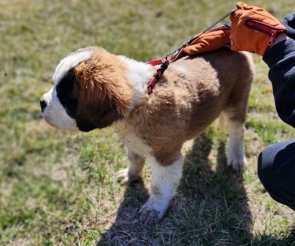 Medium Photo #1 Saint Bernard Puppy For Sale in BETHEL, MO, USA