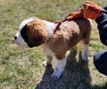 Small Photo #1 Saint Bernard Puppy For Sale in BETHEL, MO, USA