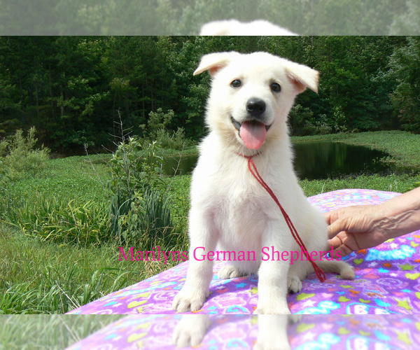 Medium Photo #1 German Shepherd Dog Puppy For Sale in PIEDMONT, MO, USA