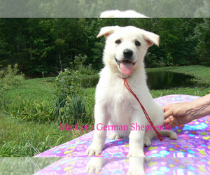 German Shepherd Dog Puppy for sale in PIEDMONT, MO, USA