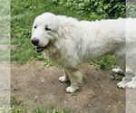 Small #2 Great Pyrenees Mix