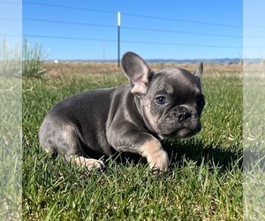 French Bulldog Puppy for sale in COLORADO SPRINGS, CO, USA