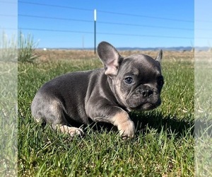 French Bulldog Puppy for sale in COLORADO SPRINGS, CO, USA