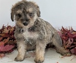 Small Photo #16 Schnoodle (Miniature) Puppy For Sale in GOSHEN, IN, USA