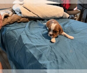 Cavalier King Charles Spaniel Puppy for sale in SAN LEANNA, TX, USA
