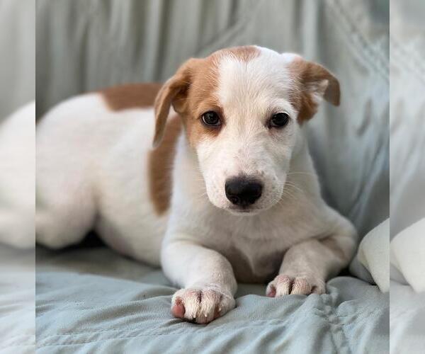 Medium Photo #1 Labrador Retriever-Unknown Mix Puppy For Sale in San Diego, CA, USA