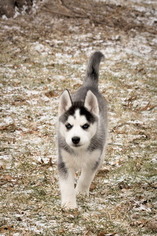 Siberian Husky Puppy for sale in MADISON, WI, USA