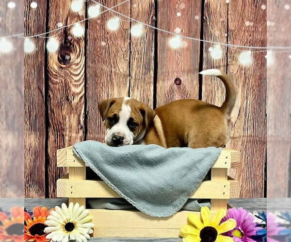 Medium Photo #2 American Pit Bull Terrier-Unknown Mix Puppy For Sale in Evansville, IN, USA