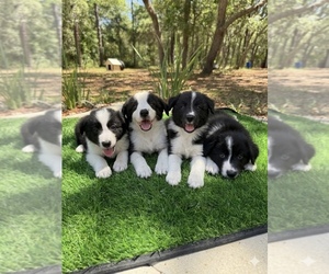 Border Collie Puppy for Sale in LECANTO, Florida USA