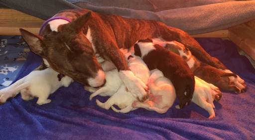 Medium Photo #1 Bull Terrier Puppy For Sale in FLORENCE, KY, USA