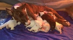 Small Photo #1 Bull Terrier Puppy For Sale in FLORENCE, KY, USA