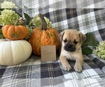 Puppy Tigger Puggle