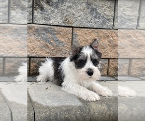 Schnauzer (Miniature) Puppy for sale in CANOGA, NY, USA