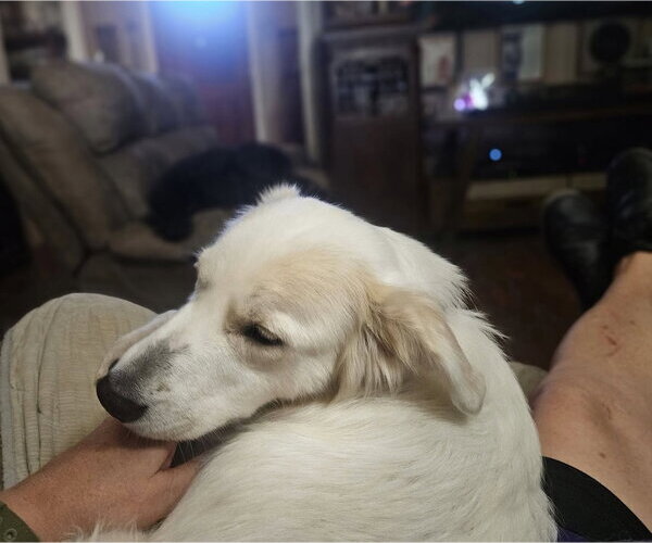 Medium Photo #5 Great Pyrenees-Unknown Mix Puppy For Sale in Dallas, TX, USA