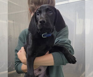 Marvin (Available 11/10) - Male Labrador Retriever-Unknown Mix Dog for Adoption - Photo #3