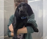 Small Photo #3 Labrador Retriever-Unknown Mix Puppy For Sale in Williamsburg, IA, USA
