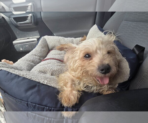 Medium Photo #3 Mutt Puppy For Sale in Spring, TX, USA