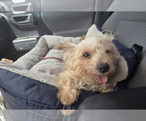 George - Male Mutt Dog for Adoption - Photo #3