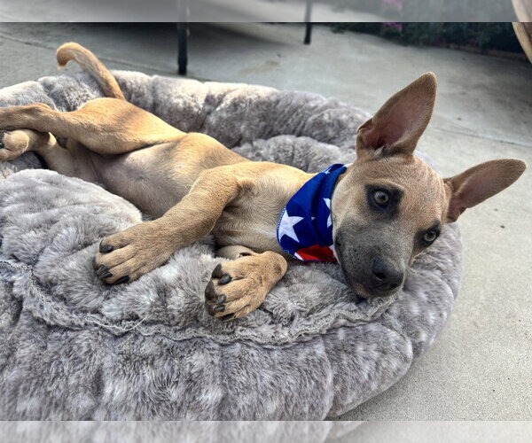 Medium Photo #2 Chihuahua-Unknown Mix Puppy For Sale in San Bernardino, CA, USA