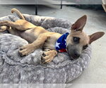 Small #1 Chihuahua Mix