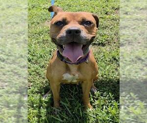 Boxer-Unknown Mix Dogs for adoption in Fort Lauderdale, FL, USA