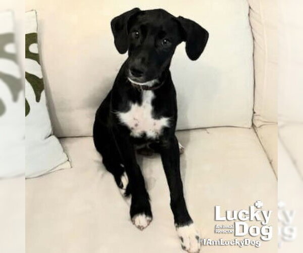 Medium Photo #4 Mutt Puppy For Sale in Washington, DC, USA
