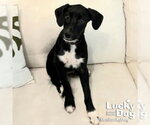 Small #3 Mutt