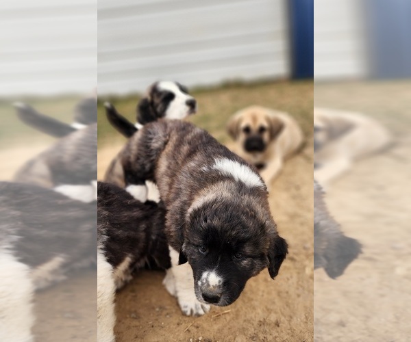 Medium Photo #22 Anatolian Shepherd Puppy For Sale in CUMBY, TX, USA