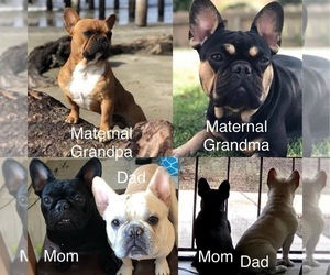 Father of the French Bulldog puppies born on 11/11/2021