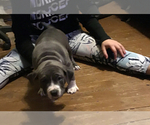 Small Photo #3 American Bully Puppy For Sale in GRIFFIN, GA, USA