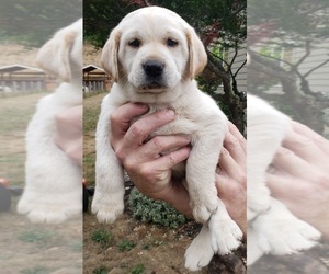 Labrador Retriever Puppy for sale in OLYMPIA, WA, USA