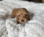 Small Photo #6 Dachshund Puppy For Sale in BROWNSBURG, IN, USA