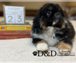 Small Photo #2 Pekingese Puppy For Sale in RIPLEY, MS, USA