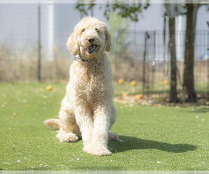 Goldendoodle Dogs for adoption in Orlando, FL, USA