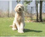 Small Goldendoodle