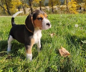 Beagle Puppy for sale in EVERETT, WA, USA