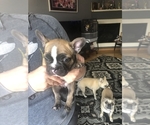 Small Photo #10 French Bulldog Puppy For Sale in SPARKS, NV, USA