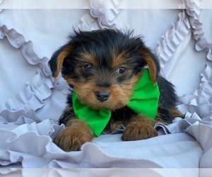 YorkiePoo Puppy for sale in LANCASTER, PA, USA