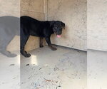 A480840 - Female Rottweiler Dog for Adoption - Small photo