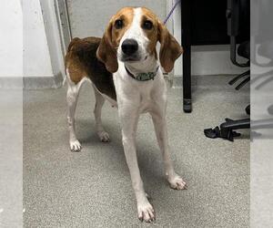 English Coonhound Dogs for adoption in Palmetto, FL, USA