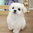 Small Photo #3 Maltese Puppy For Sale in SAN FRANCISCO, CA, USA
