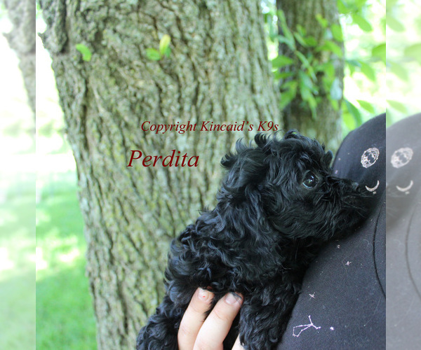 Medium Photo #1 Cavapoo Puppy For Sale in CHANUTE, KS, USA