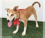 Small #3 Labrador Retriever Mix