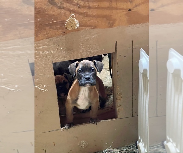Medium Photo #5 Boxer Puppy For Sale in OAK LAWN, IL, USA