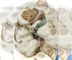 Small #3 Labradoodle-Poodle (Standard) Mix