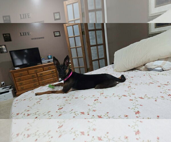 Medium Photo #7 German Shepherd Dog-Unknown Mix Puppy For Sale in Hinton, WV, USA
