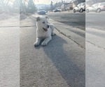 Small #5 Labrador Retriever-Siberian Husky Mix