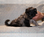 Small #25 Yorkiepoo mix (+ Poodle Toy)